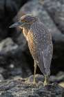 Ecuador-Galapagos National Park-Genovesa Island. Yellow-crowned night heron close-up. Art Print